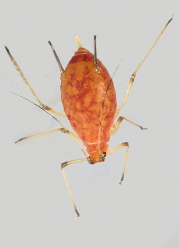 Réf. 251 251 : Macrosiphum rosae